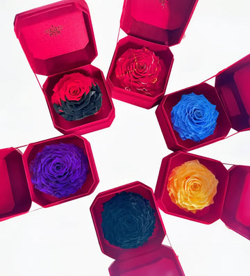 Single Rose Elegance Collection: Top Gifts of 2024 - Imaginary Worlds