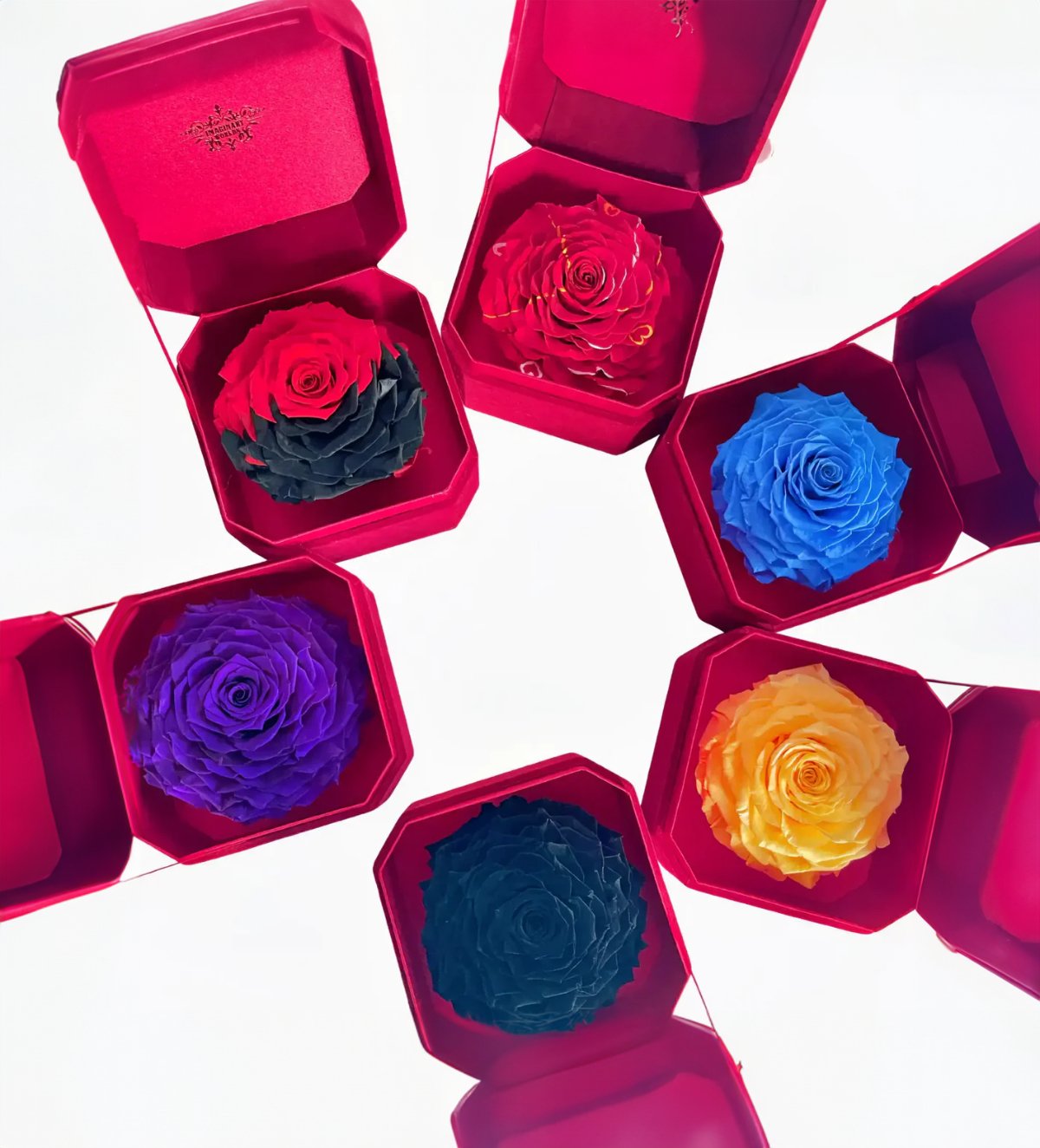 Single Rose Elegance Collection: Top Gifts of 2024 - Imaginary Worlds