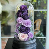 11 Purple Rose Set - Imaginary Worlds