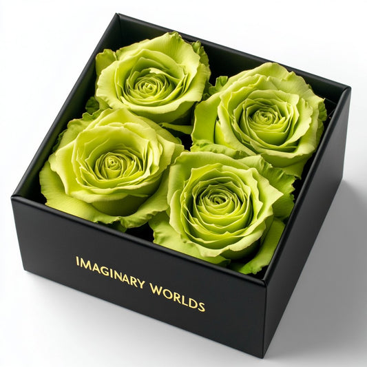 Chartreuse Preserved Roses in Modern Black Square Box - Imaginary Worlds