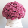Forever Hydrangea Box – Pink Edition - Imaginary Worlds