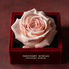 Single Pink Rose Velvet Serenity - Imaginary Worlds