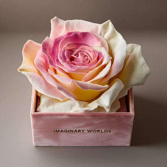 Single Pink, White, and Yellow Rose Silk Box - Imaginary Worlds