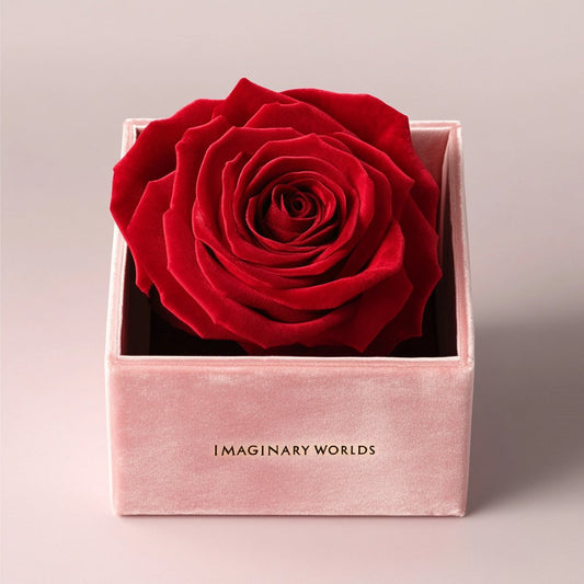 Single Red Rose Barbie Box - Imaginary Worlds