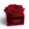 Single Red Rose Velvet Box - Imaginary Worlds