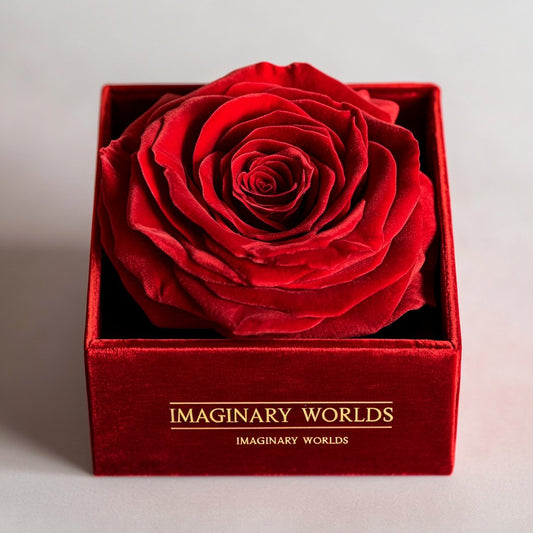 Single Red Rose Velvet Box - Imaginary Worlds