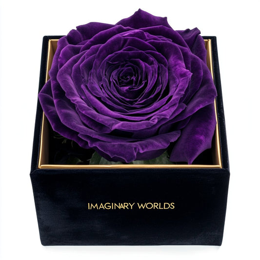 Single Royal Purple Rose Silk Box - Imaginary Worlds