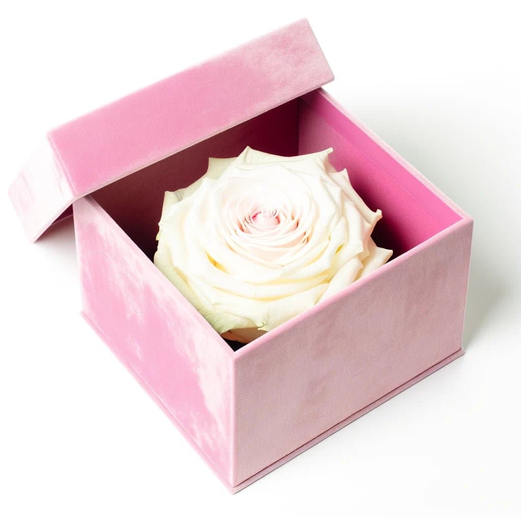 Single White Rose Barbie Box - Imaginary Worlds