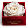 Single White Rose Velvet Purity - Imaginary Worlds